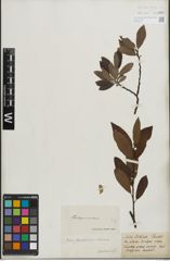 Foto von Salix lapponum L. x Salix silesiaca Willd.